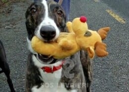 Benny Greyhound