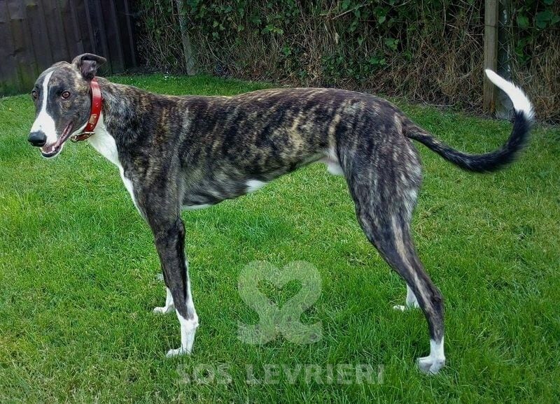 Benny Greyhound