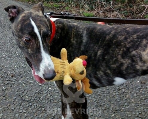 Benny Greyhound