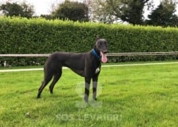 Billy Greyhound