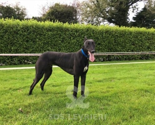 Billy Greyhound