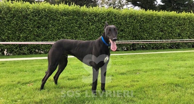 Billy Greyhound