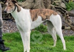 Bud Greyhound