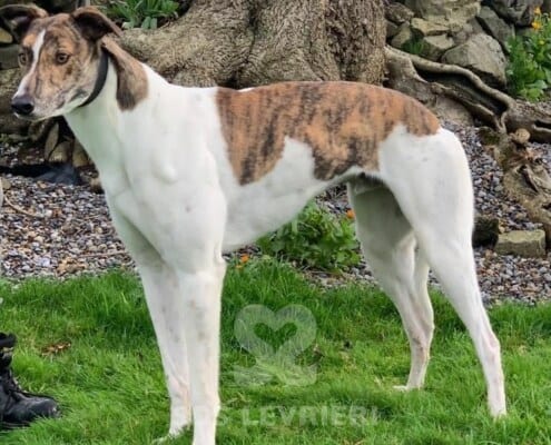 Bud Greyhound