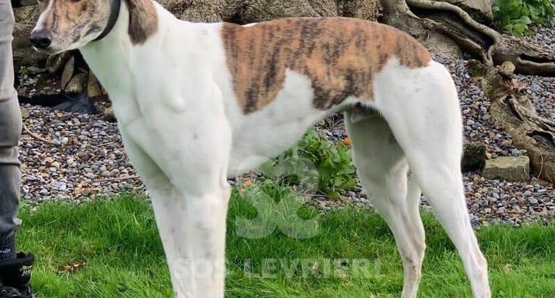 Bud Greyhound