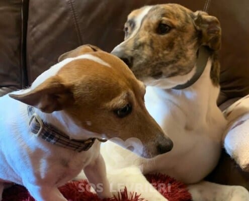 Bud Greyhound