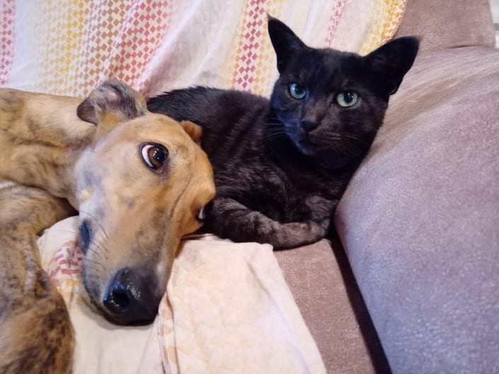Cane e gatto