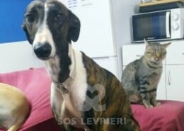 Dario Galgo