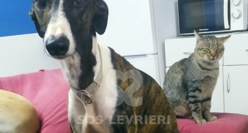 Dario Galgo