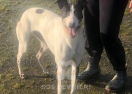 Domino Greyhound