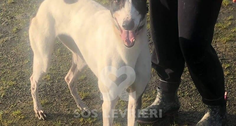 Domino Greyhound