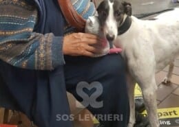 Emer Greyhound