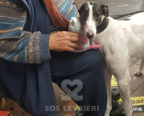 Emer Greyhound
