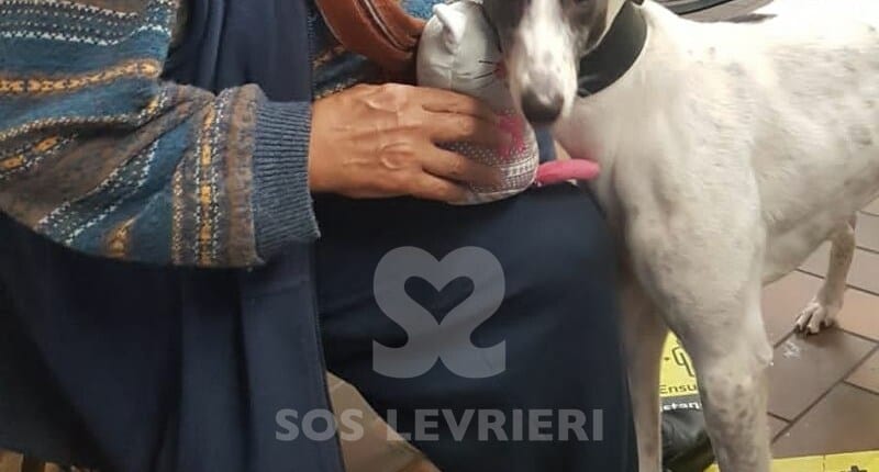 Emer Greyhound