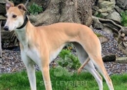 Eve Greyhound