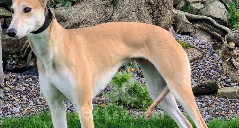 Eve Greyhound