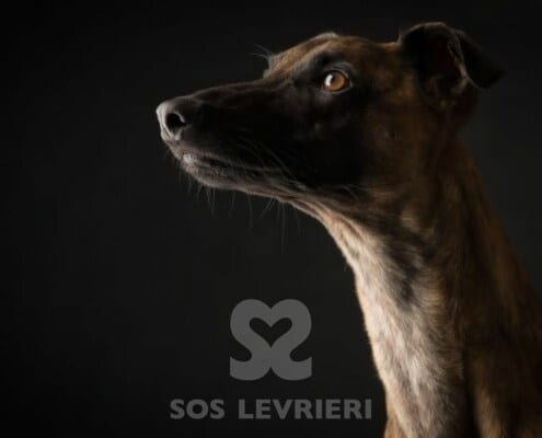 Fangio Whippet