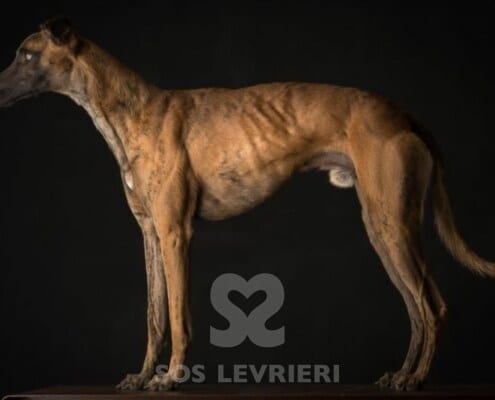 Fangio Whippet