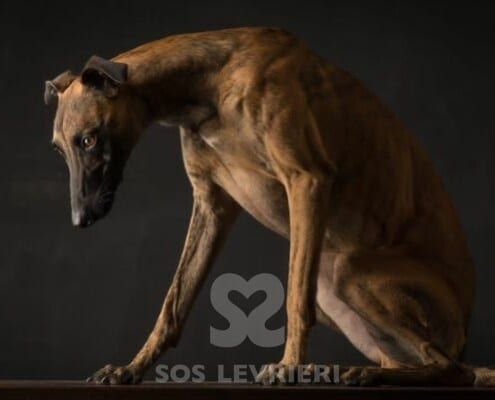 Fangio Whippet