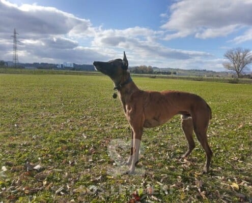 Fangio Whippet