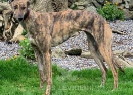 Gracie 3 Greyhound