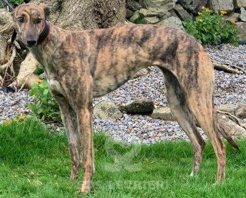 Gracie 3 Greyhound