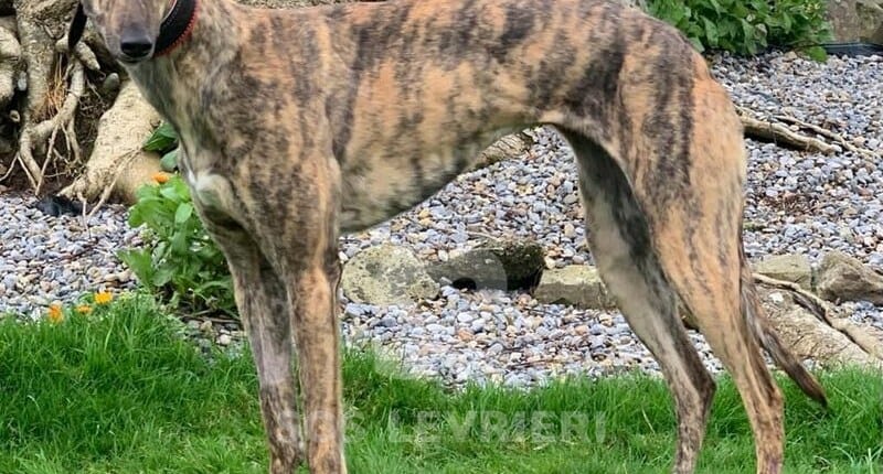 Gracie 3 Greyhound