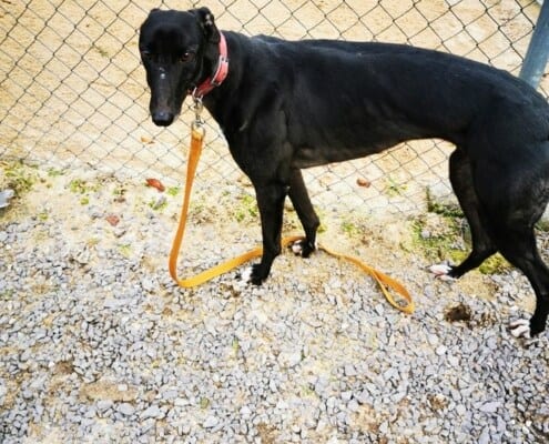 Gracie 3 Greyhound