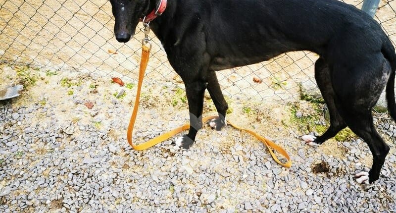 Gracie 3 Greyhound