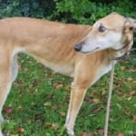 Jane 2 Greyhound