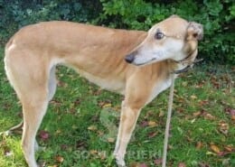 Jane 2 Greyhound