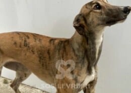 Lady 3 Greyhound