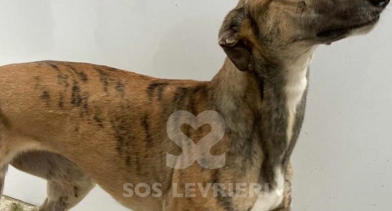 Lady 3 Greyhound