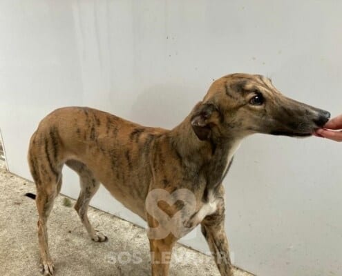 Lady 3 Greyhound