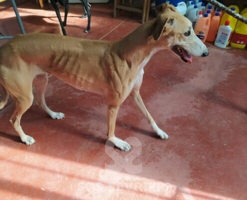 Luna Galgo