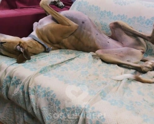 Luna Galgo
