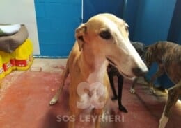 Luna Galgo
