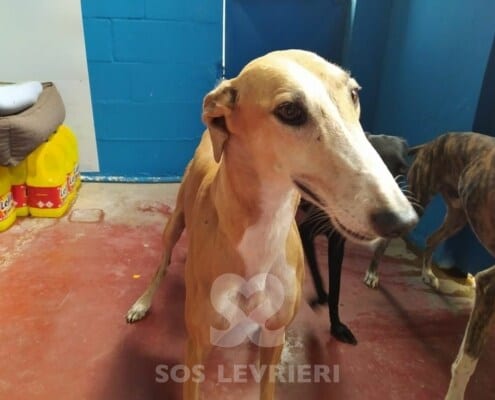 Luna Galgo