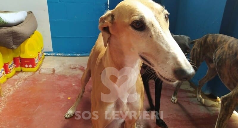 Luna Galgo