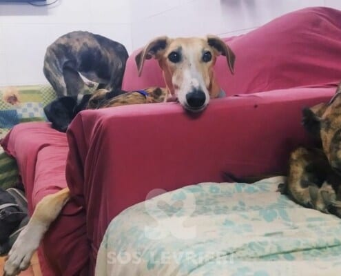 Luna Galgo