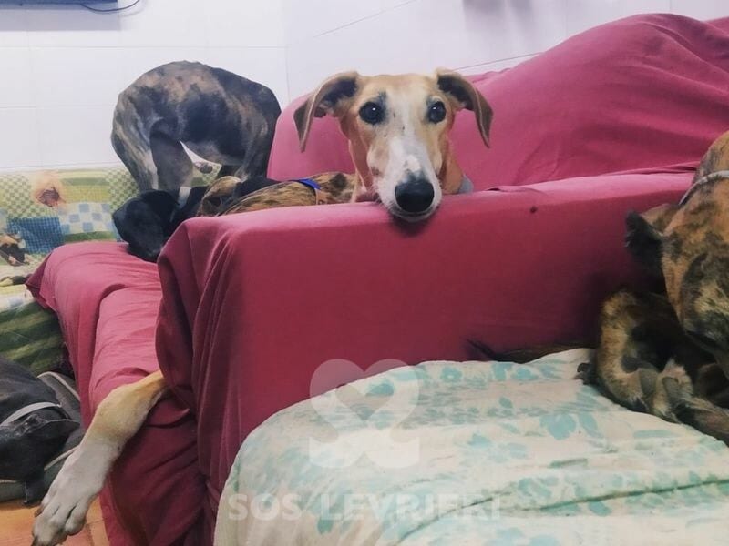 Luna Galgo