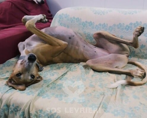 Luna Galgo