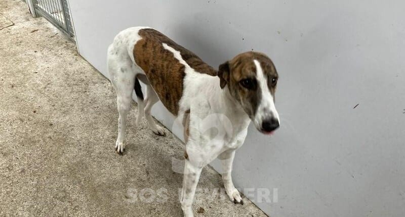 Mindy 3 Greyhound