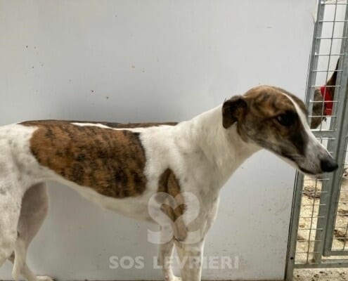 Mindy 3 Greyhound