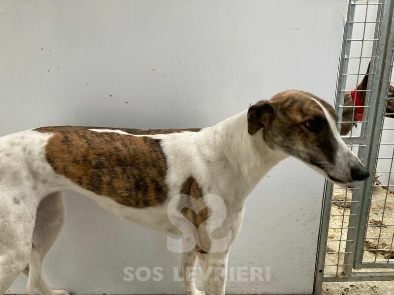 Mindy 3 Greyhound