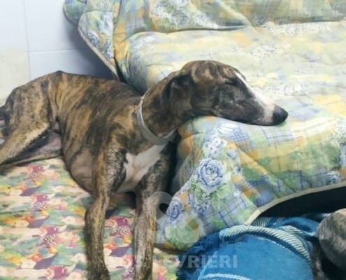 Navarro Galgo