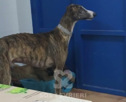 Navarro Galgo