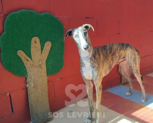 Navarro Galgo