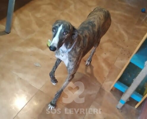 Navarro Galgo