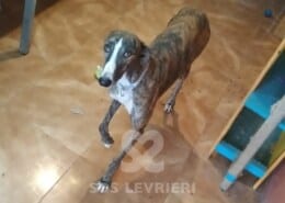 Navarro Galgo